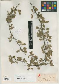 Crataegus lassa image