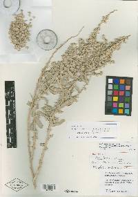 Atriplex robusta image