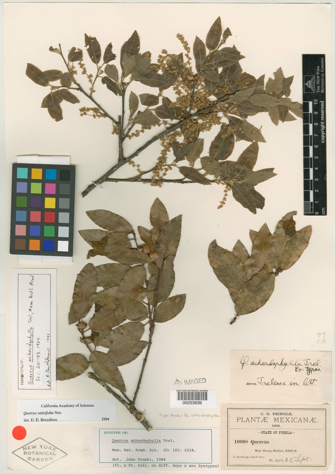 Quercus salicifolia image