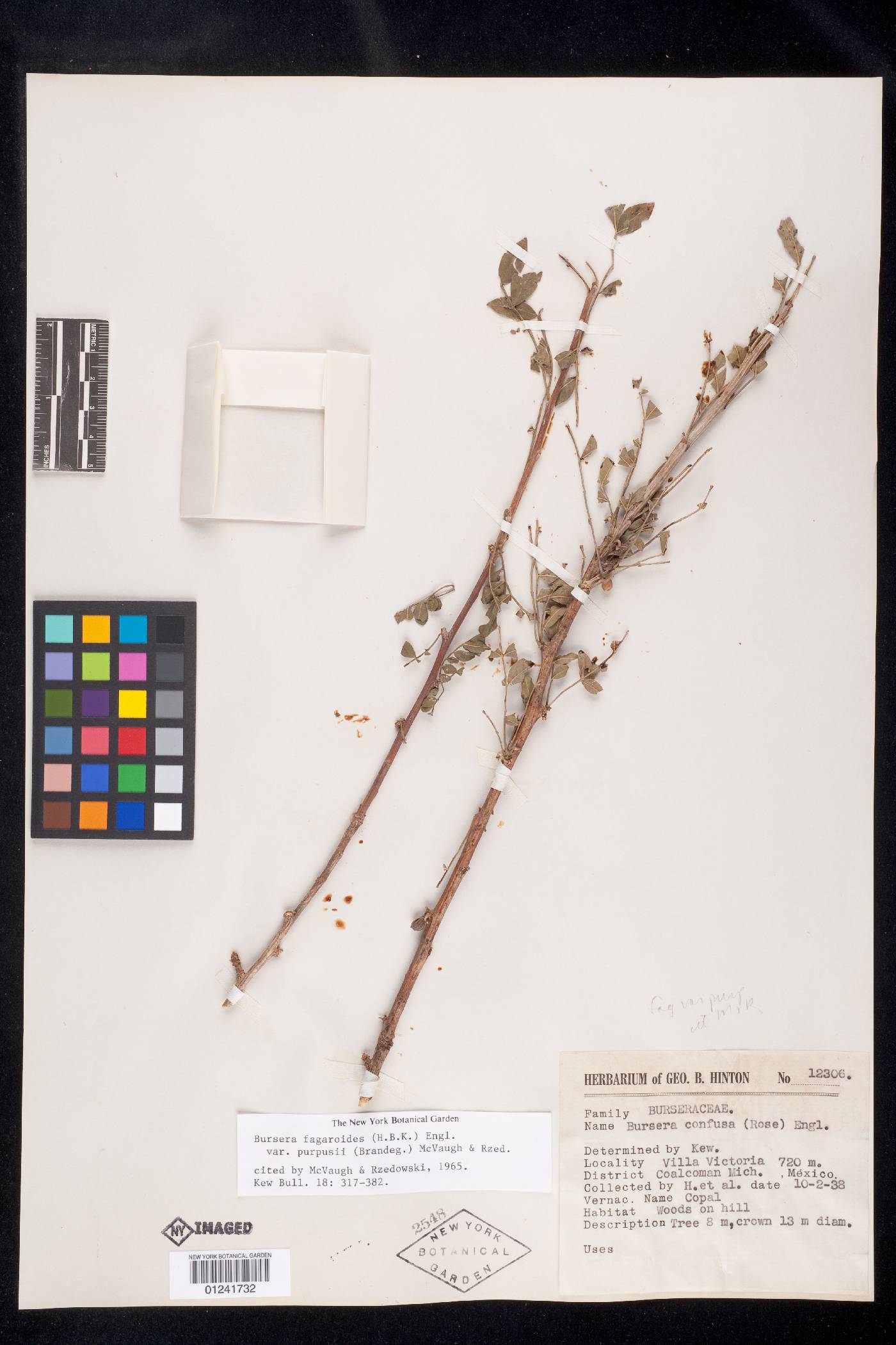 Bursera fagaroides var. purpusii image