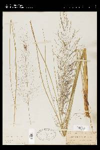 Muhlenbergia capillaris image