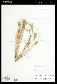 Juncus parryi image