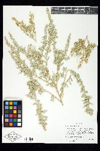 Atriplex covillei image