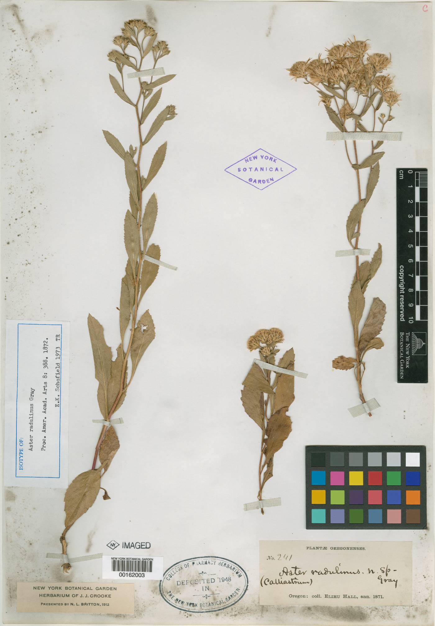 Eurybia radulina image