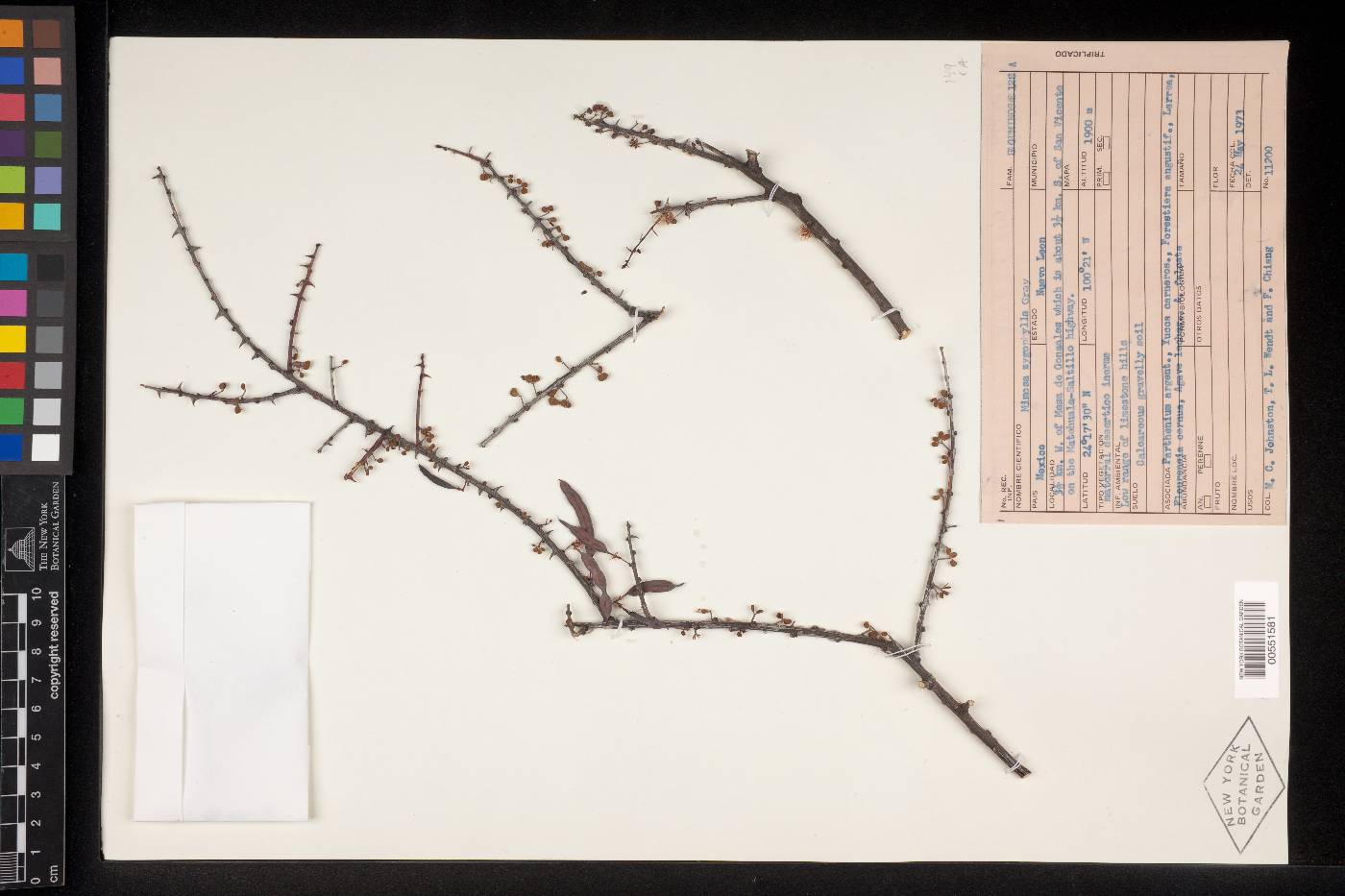 Mimosa zygophylla image