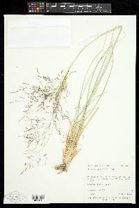 Sporobolus airoides image