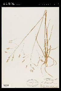 Poa autumnalis image