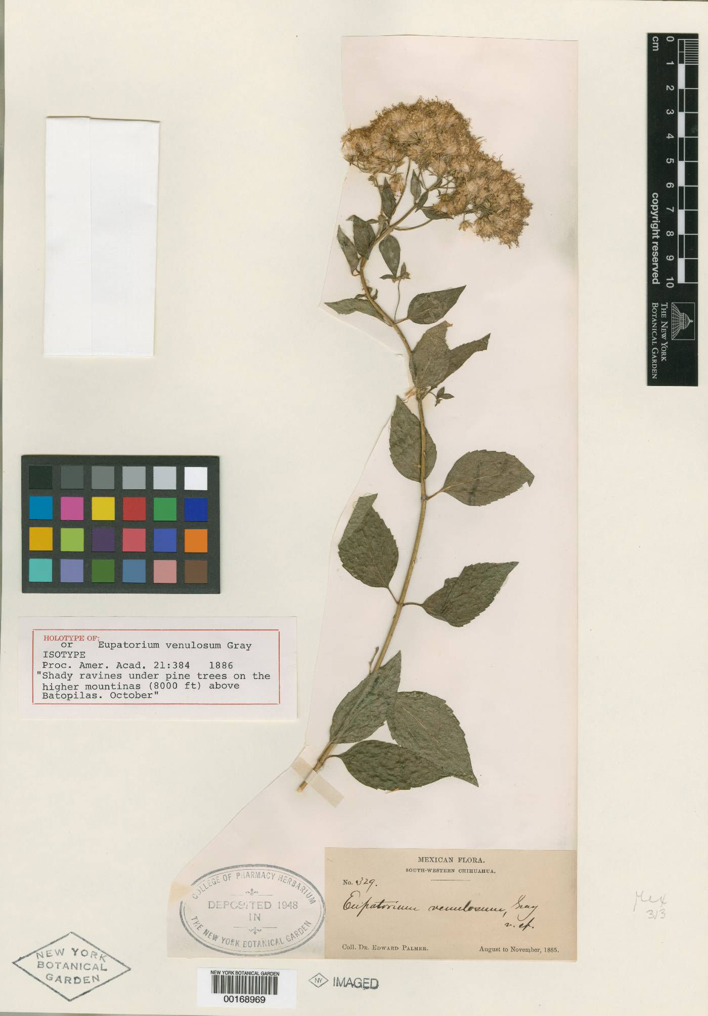 Ageratina venulosa image