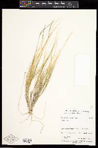 Muhlenbergia pauciflora image