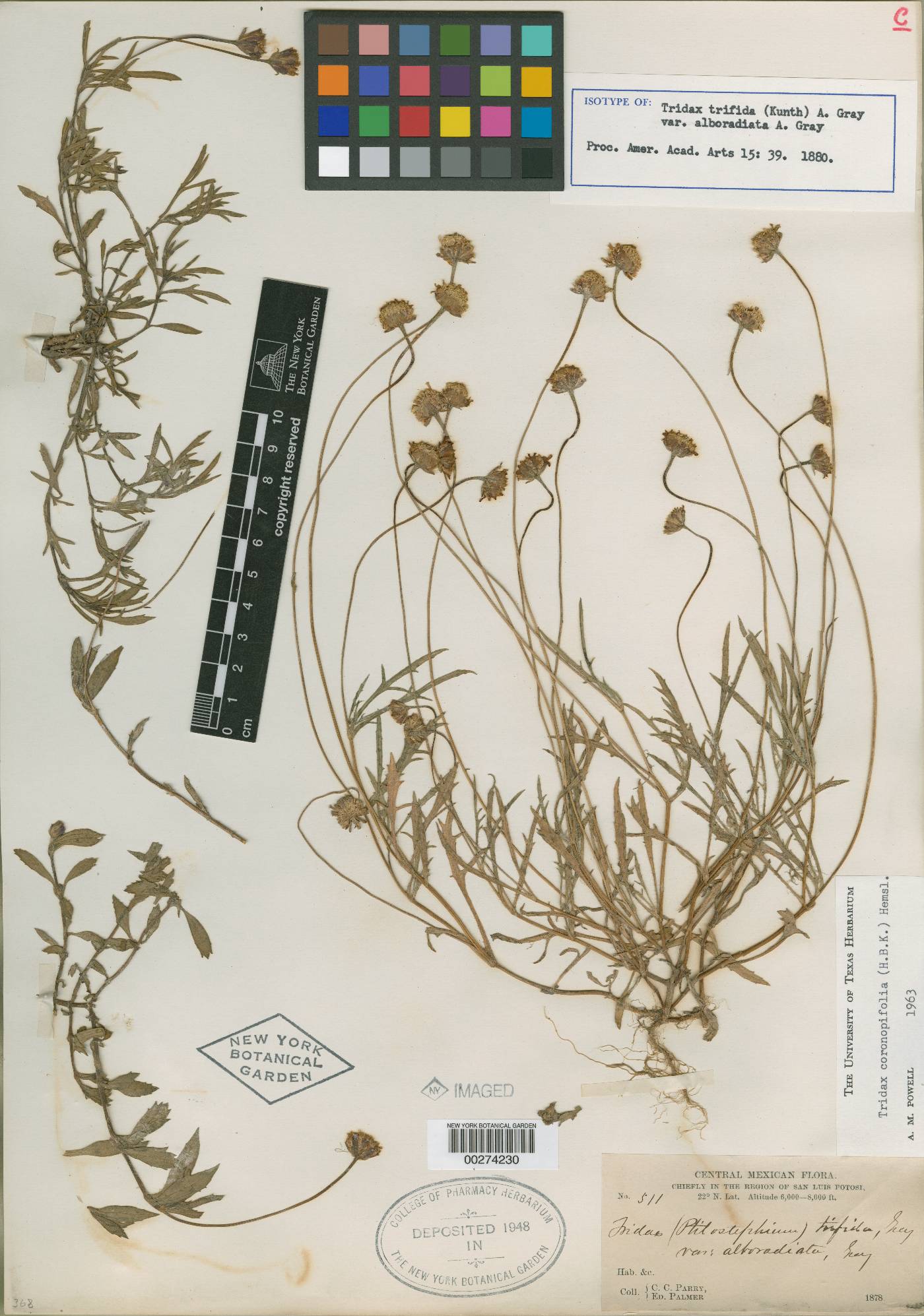 Tridax coronopifolia image