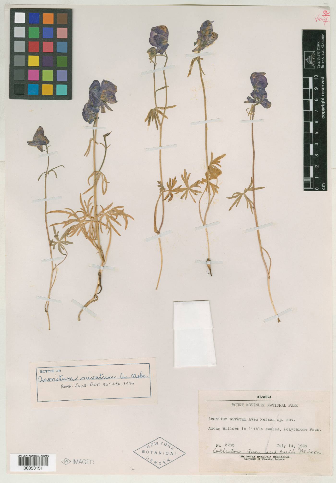 Aconitum nivatum image