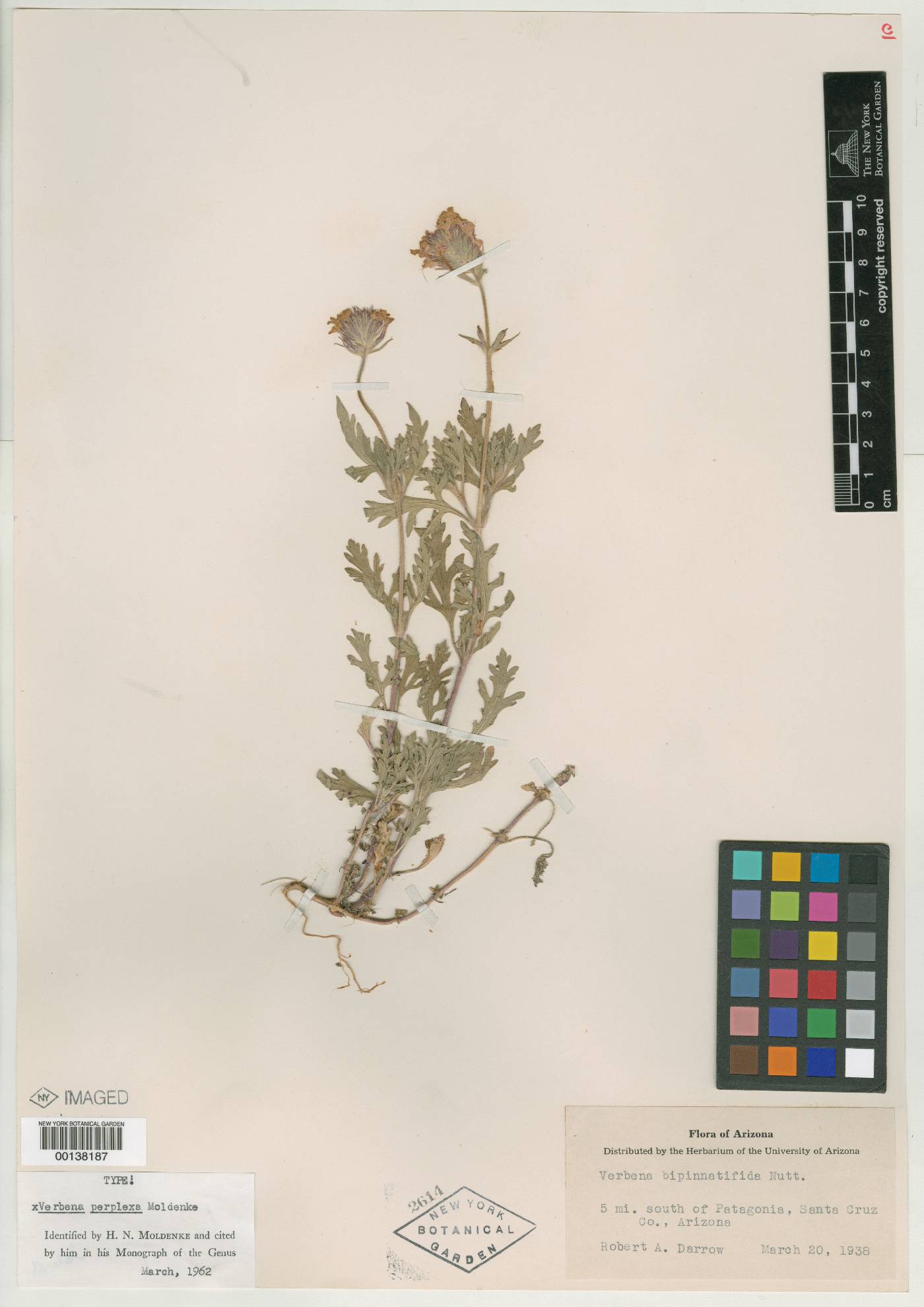 Verbena perplexa image