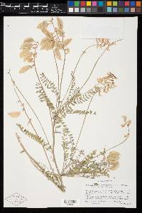 Astragalus trichopodus var. lonchus image