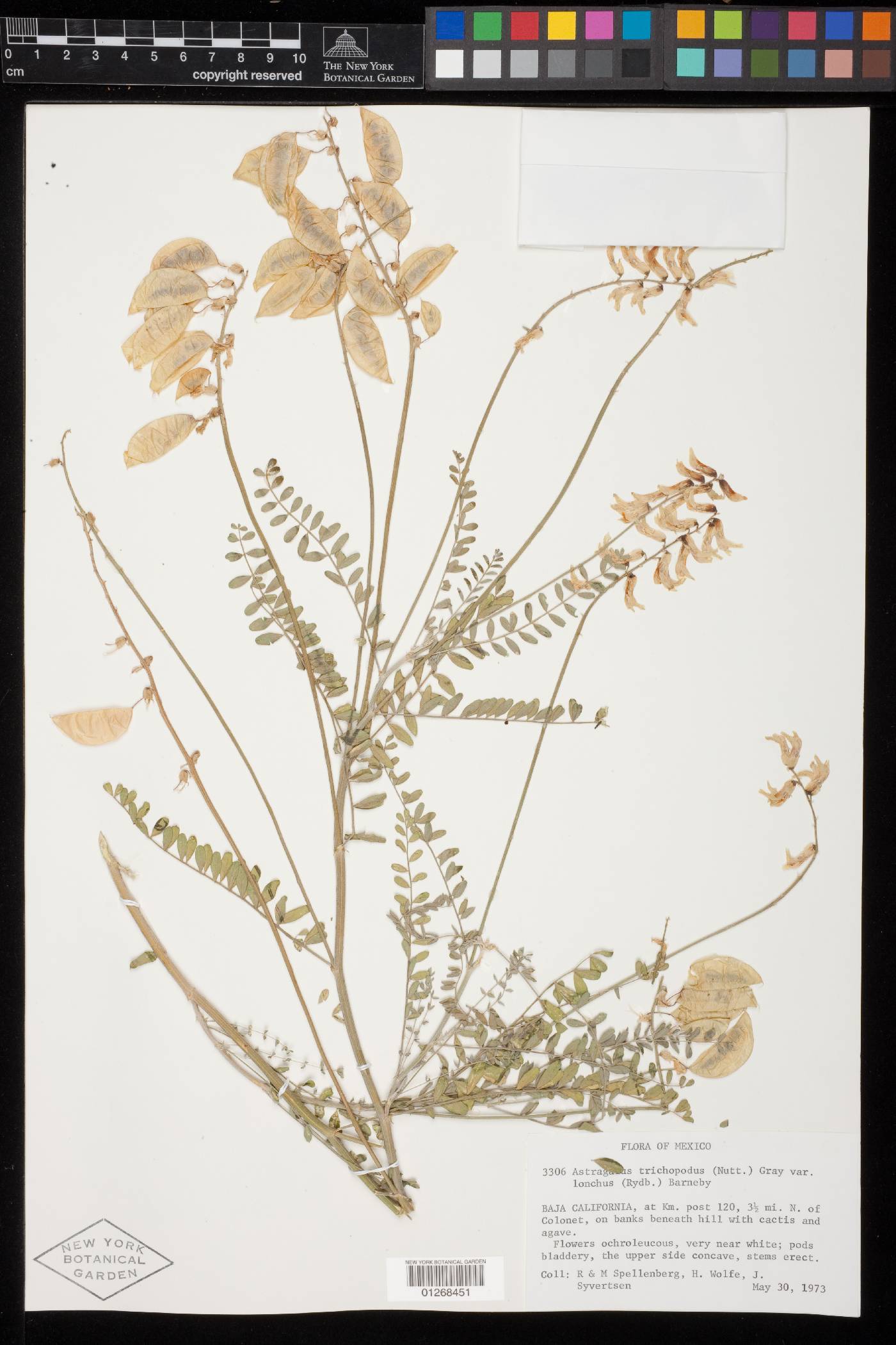 Astragalus trichopodus var. lonchus image