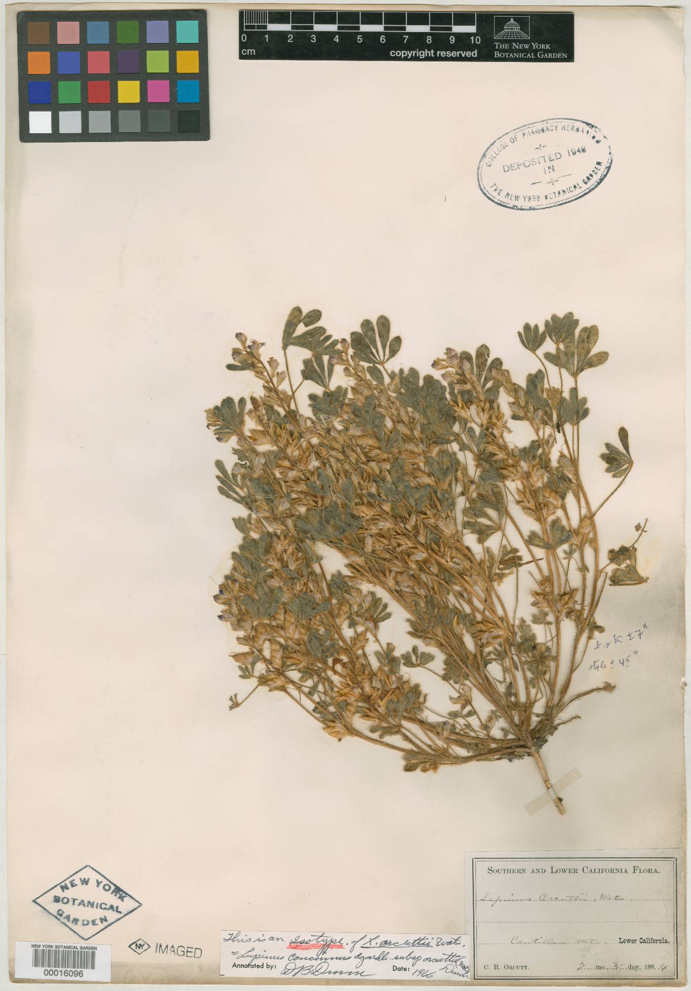 Lupinus concinnus subsp. orcuttii image