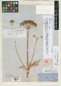 Ligusticum scopulorum image