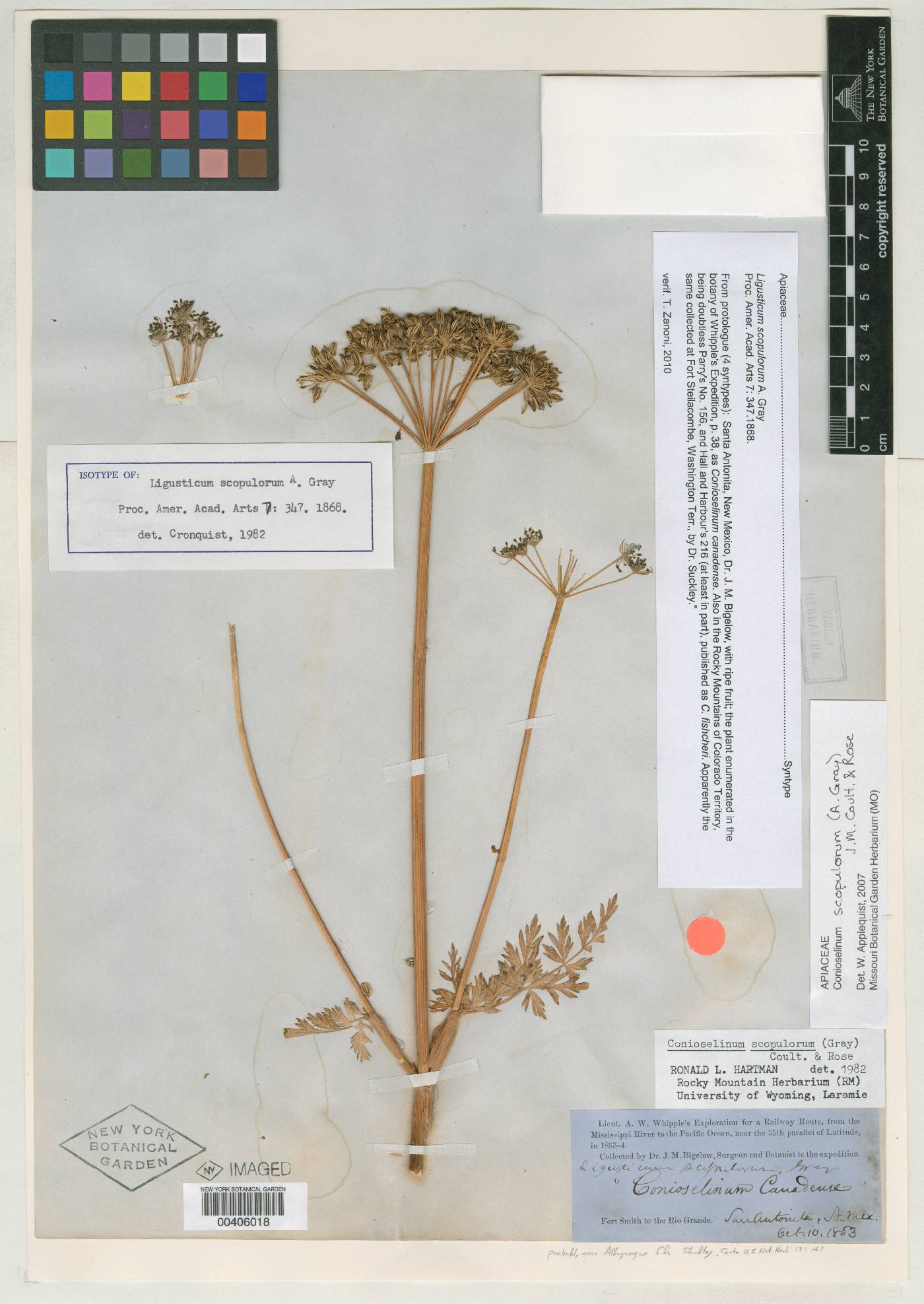Ligusticum scopulorum image