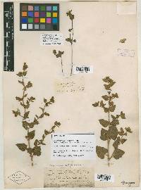 Mirabilis laevis image