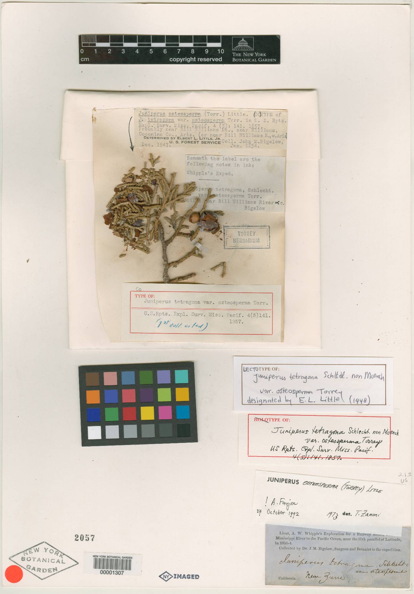 Juniperus tetragona image