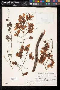 Cassia hintonii image