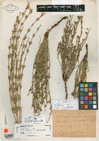 Ephedra coryi image