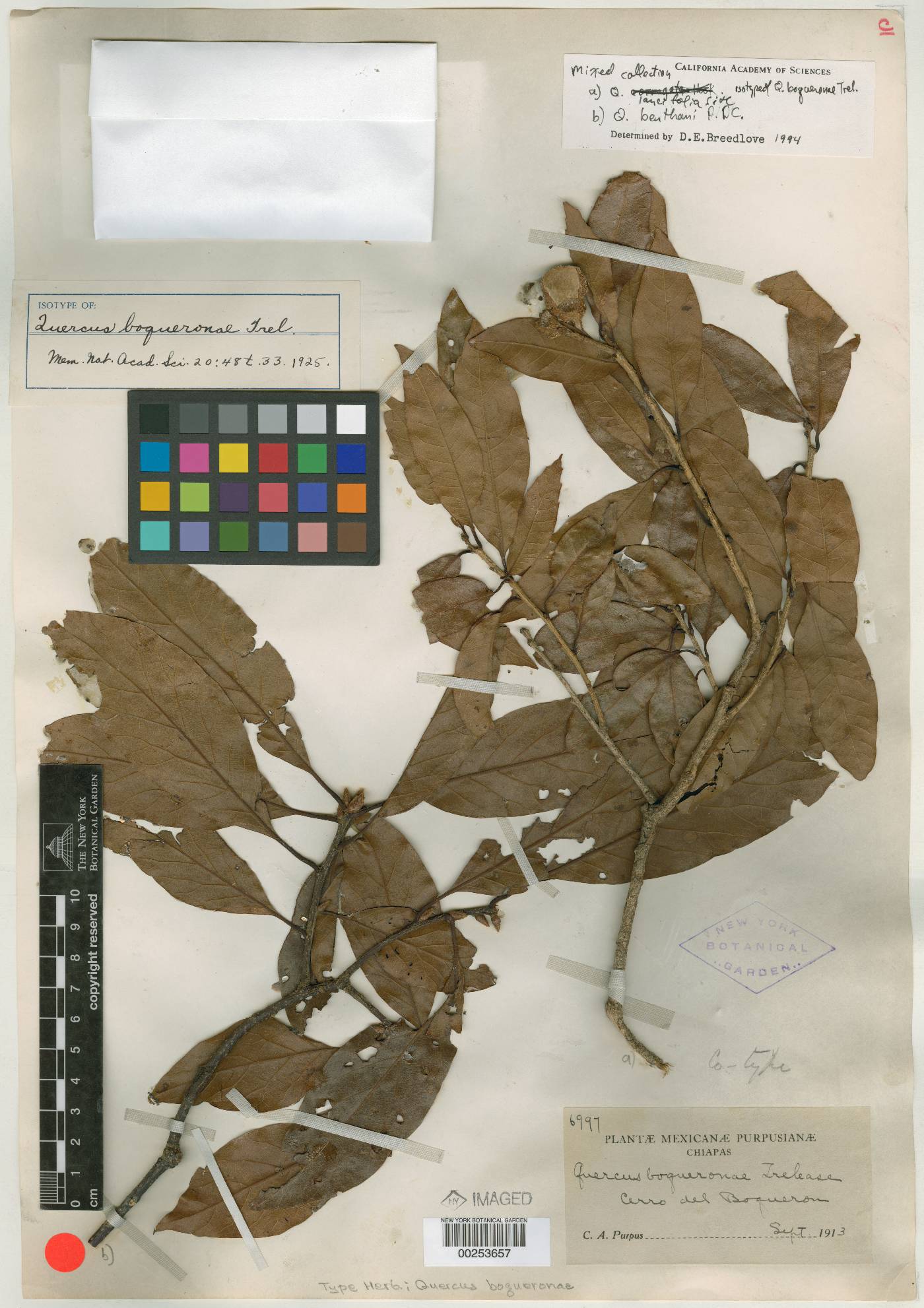 Quercus boqueronae image