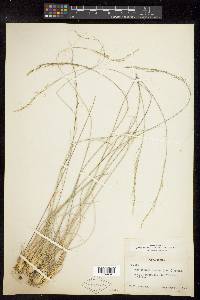 Muhlenbergia montana image