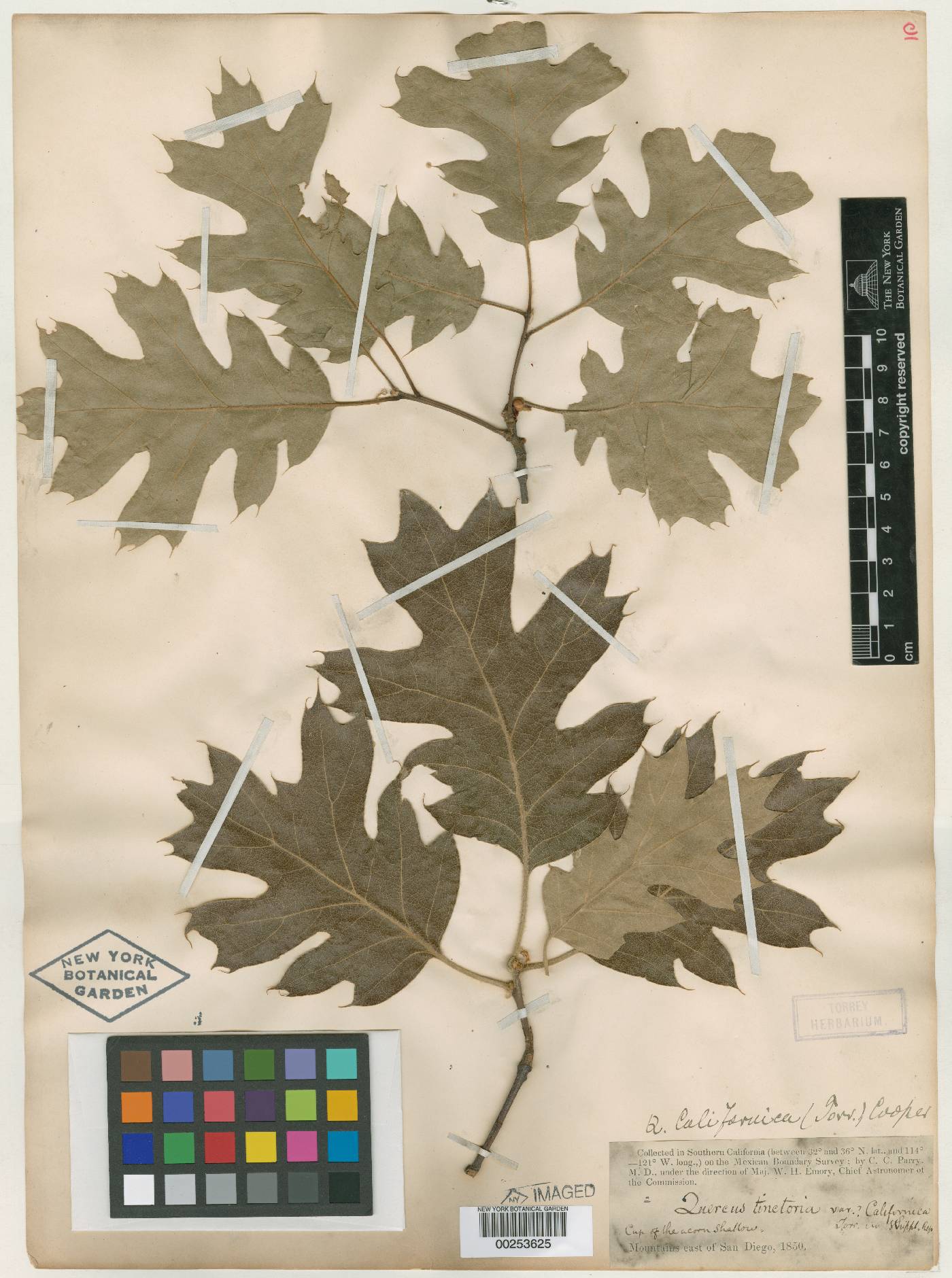 Quercus tinctoria image