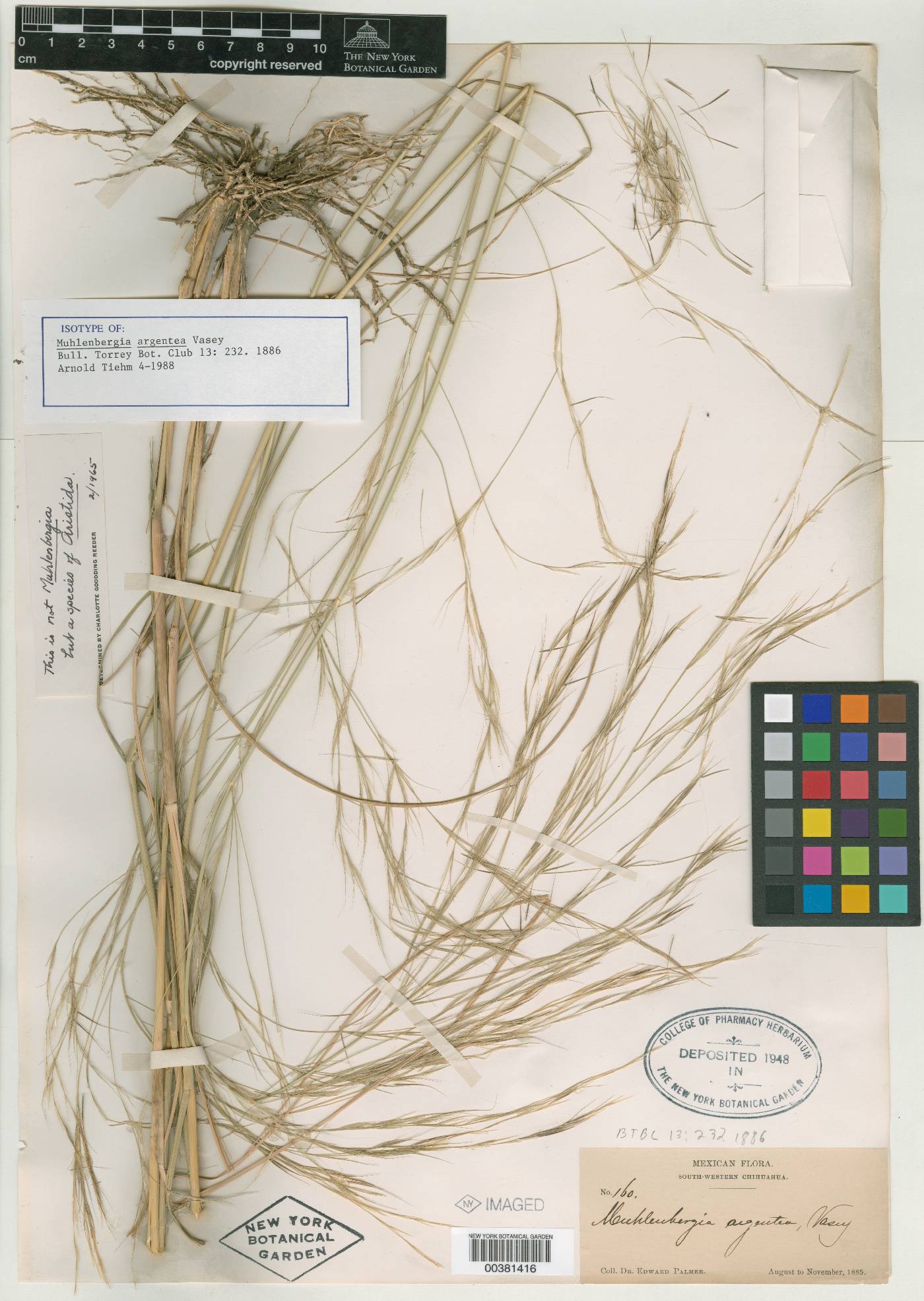 Muhlenbergia argentea image