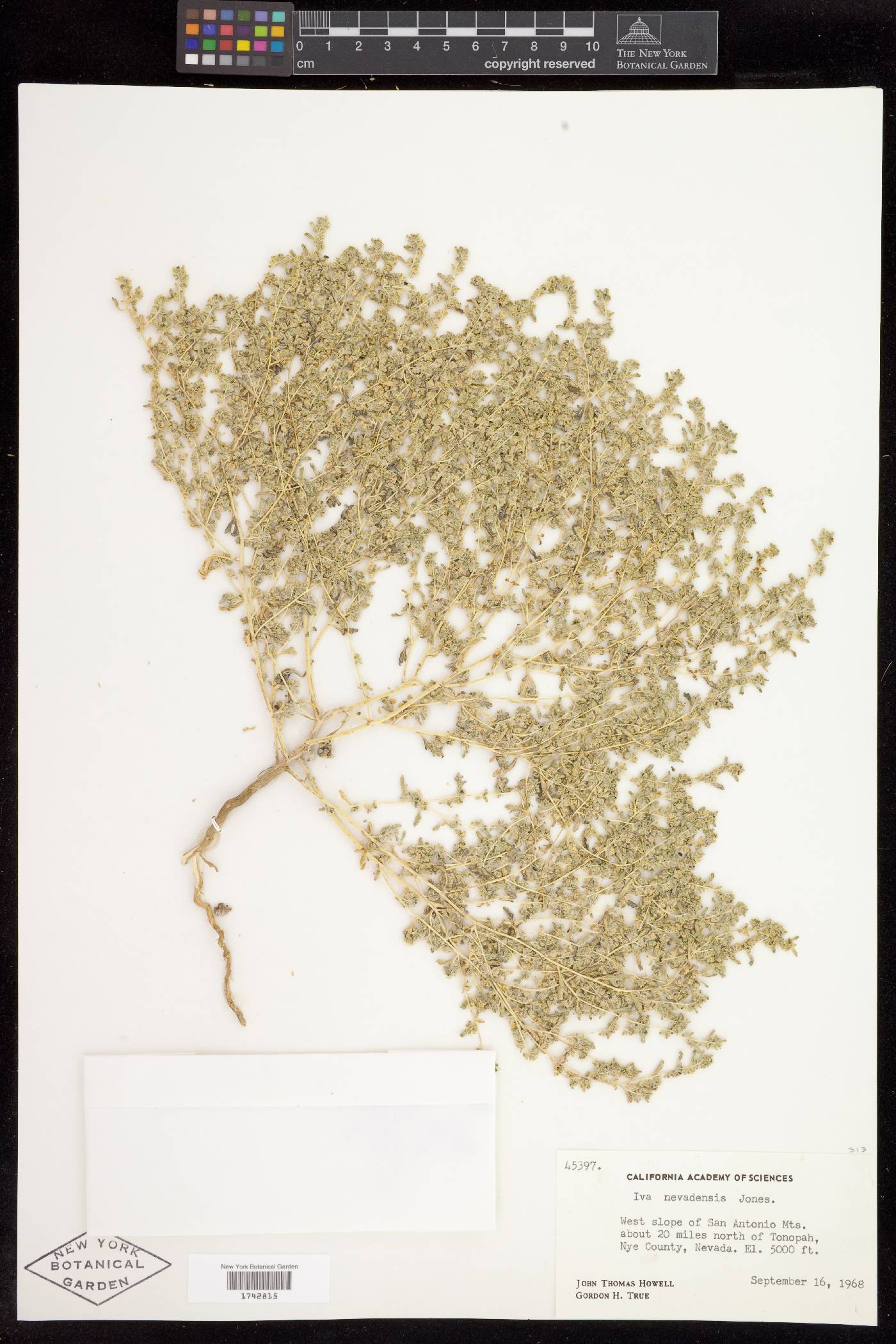 Chorisiva nevadensis image