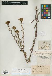 Grindelia nelsonii image