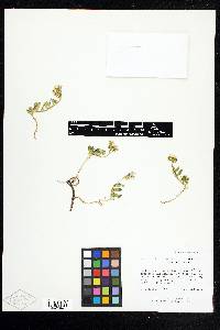 Heliotropium curassavicum var. obovatum image