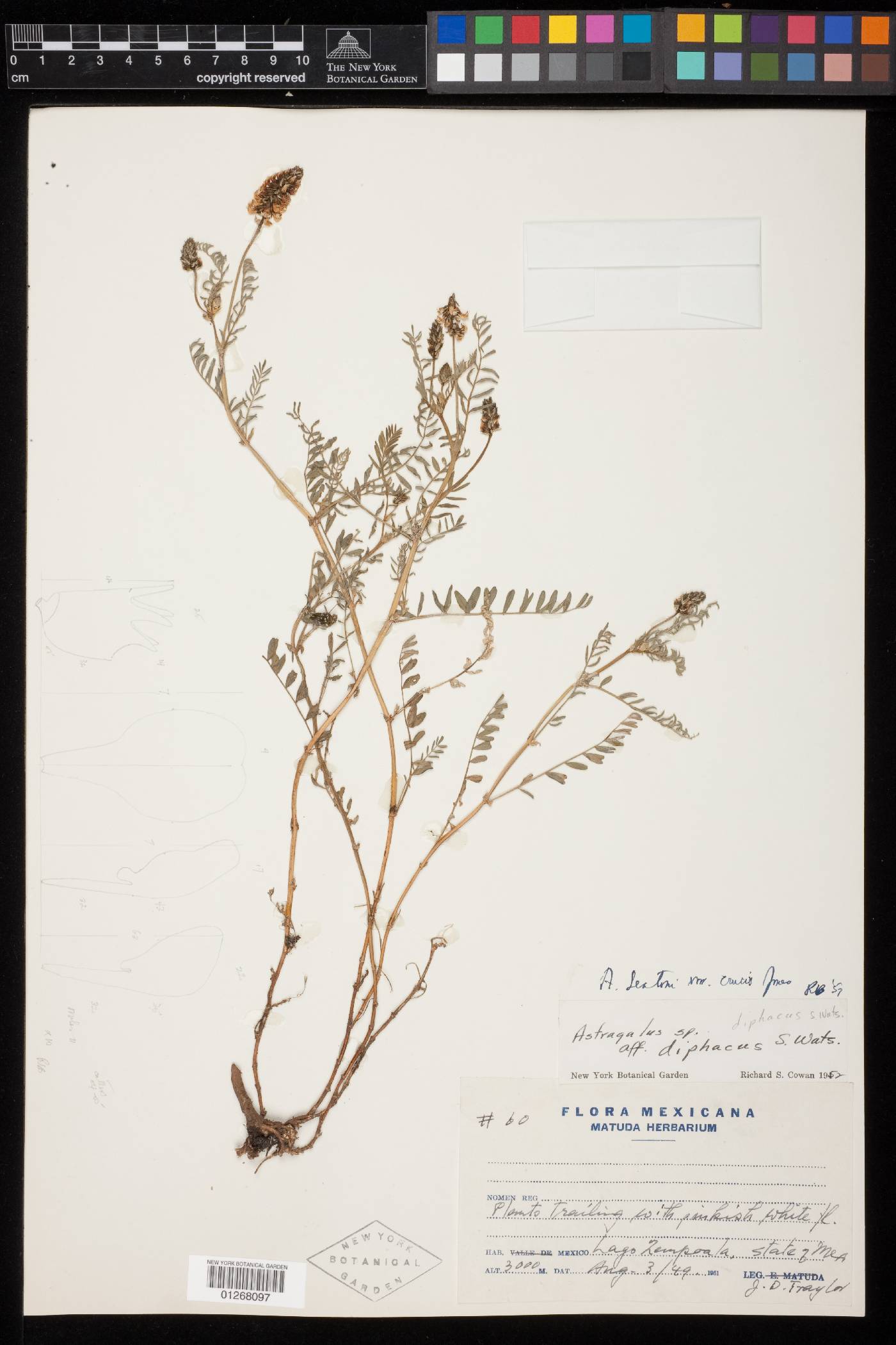 Astragalus micranthus var. micranthus image