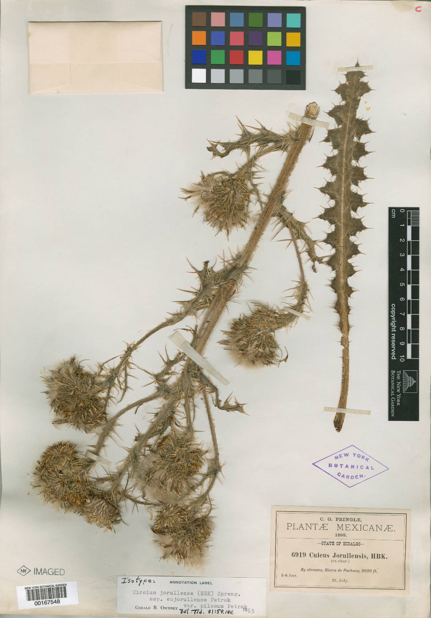 Cirsium jorullense image