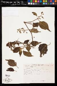 Miconia chrysoneura image