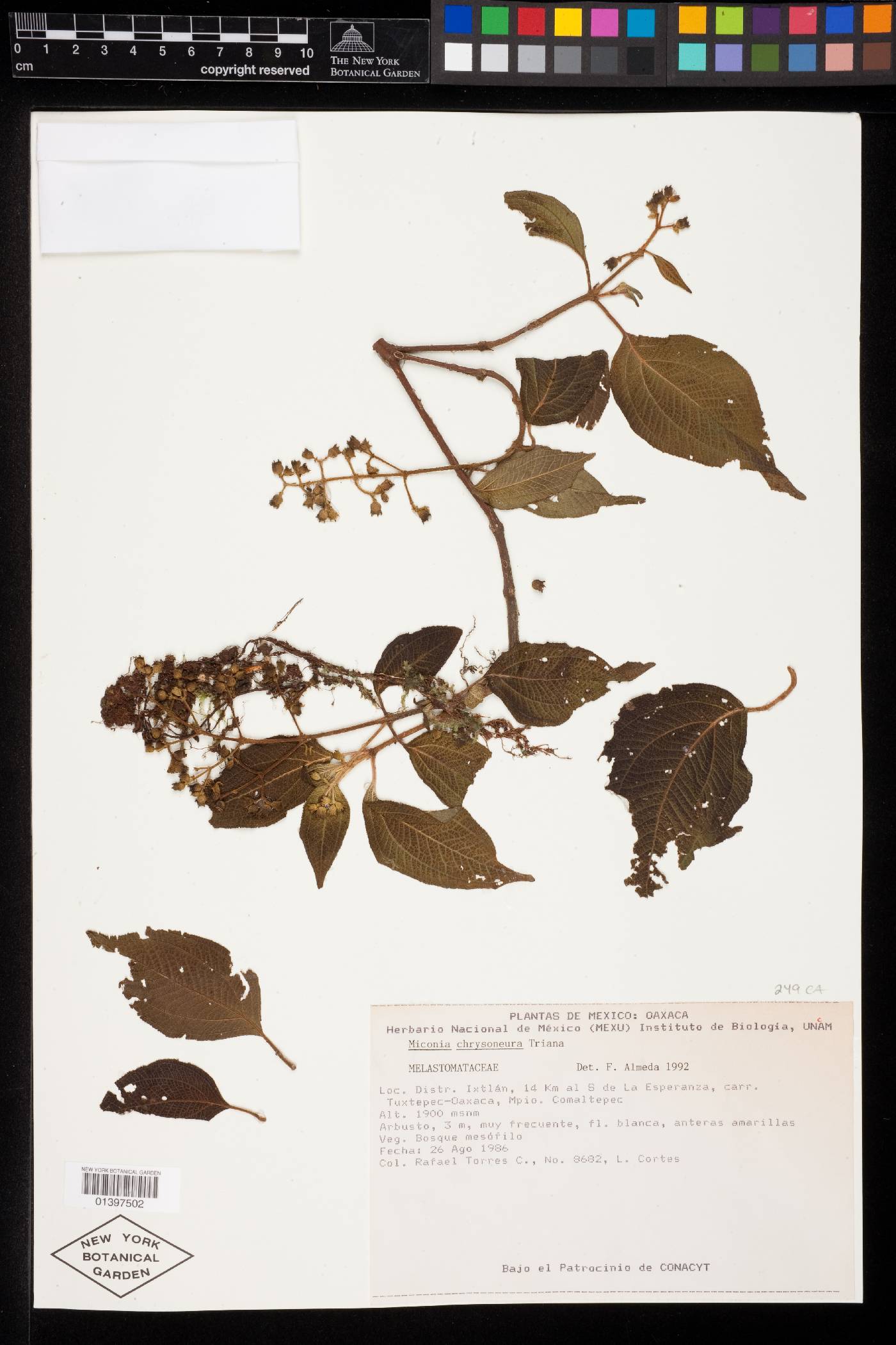 Miconia chrysoneura image