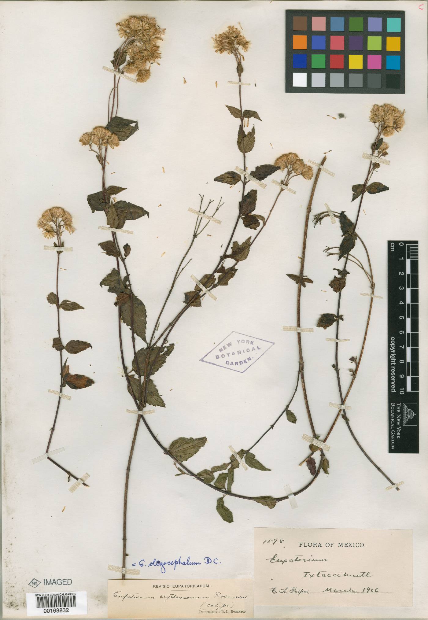 Ageratina oligocephala image