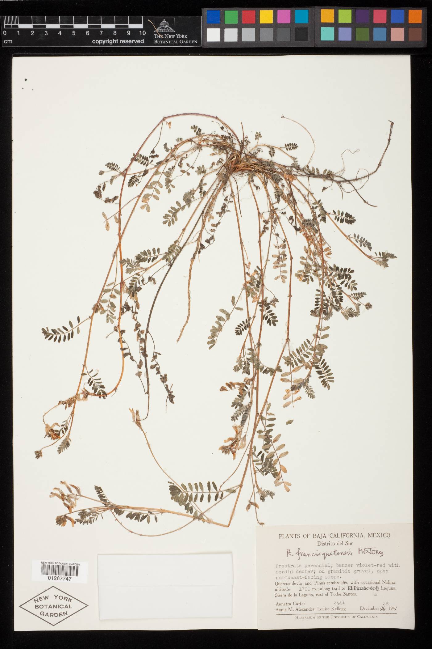 Astragalus francisquitensis image