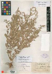 Atriplex rydbergii image