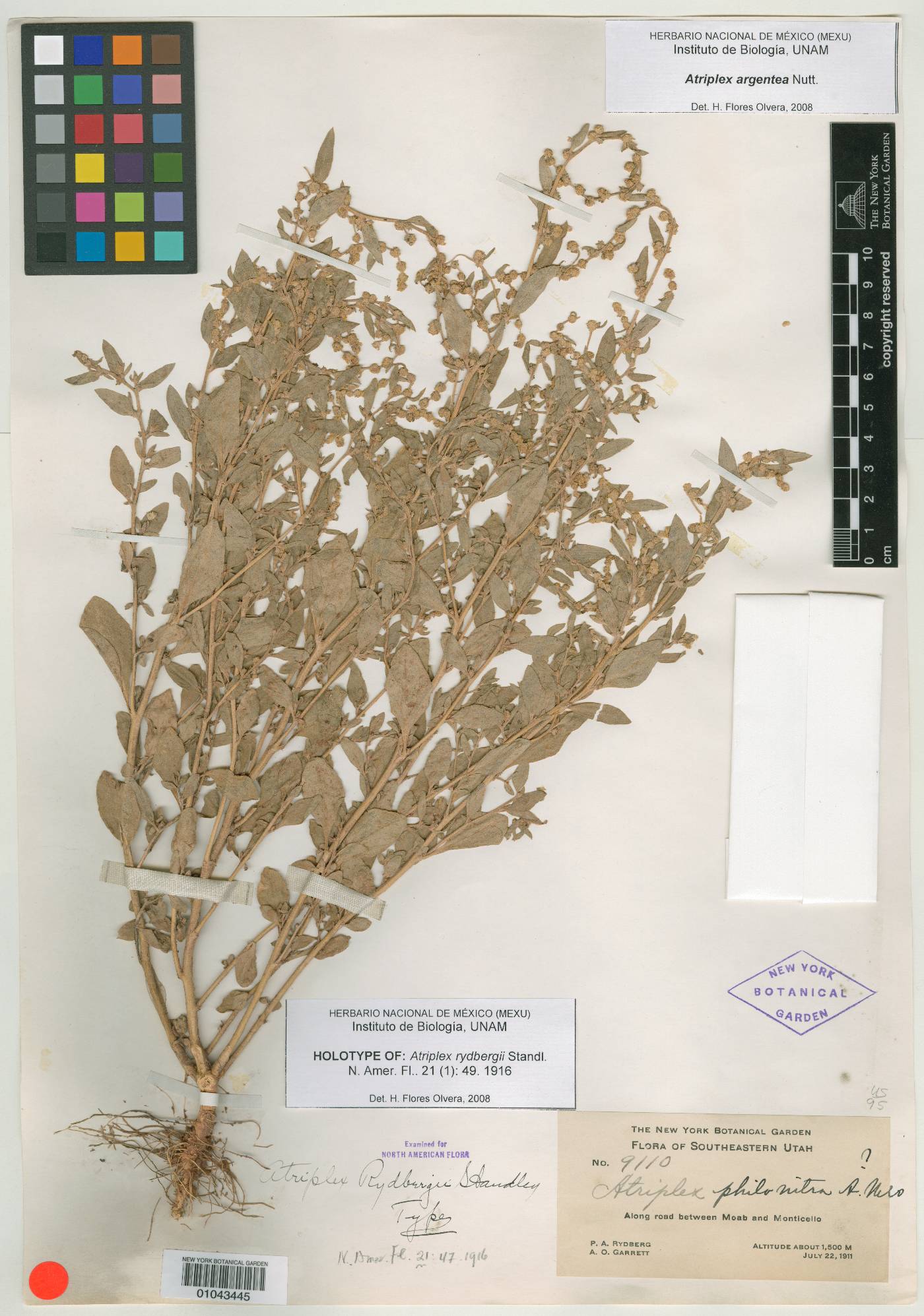 Atriplex rydbergii image