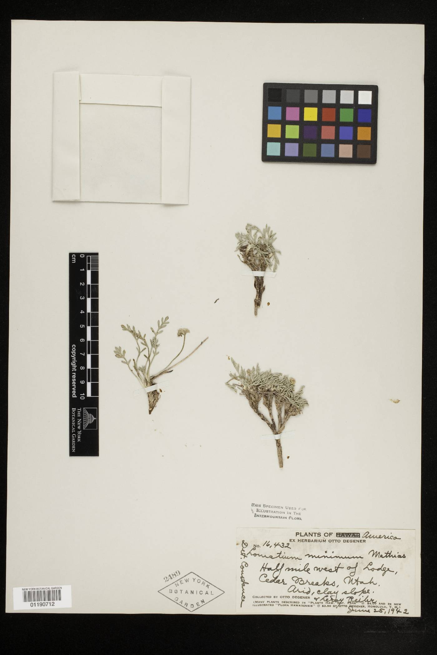 Lomatium minimum image