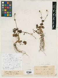 Ranunculus verecundus image