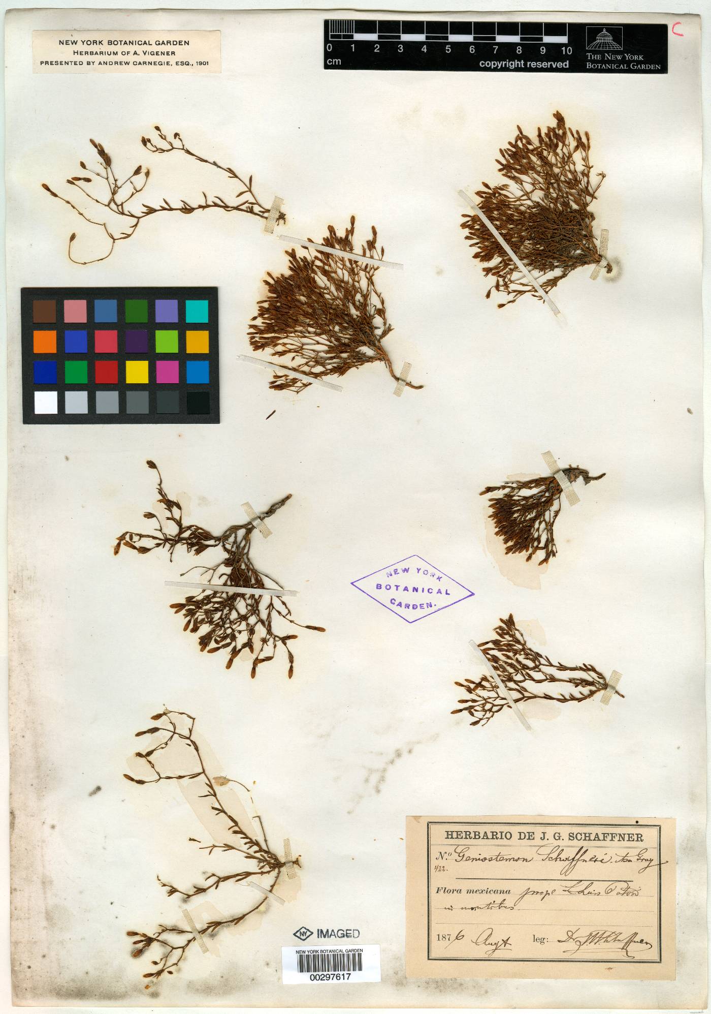 Geniostemon schaffneri image