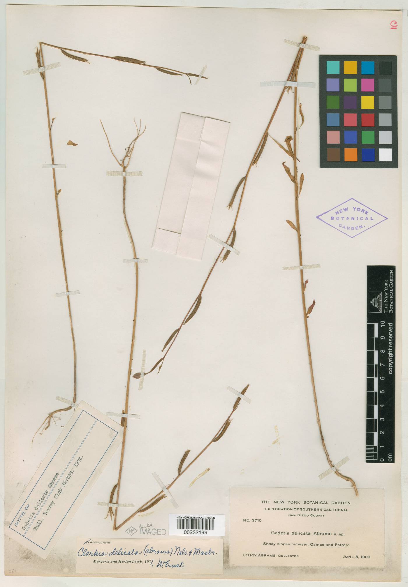 Godetia delicata image
