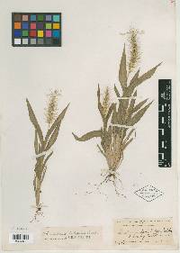 Setaria latifolia image