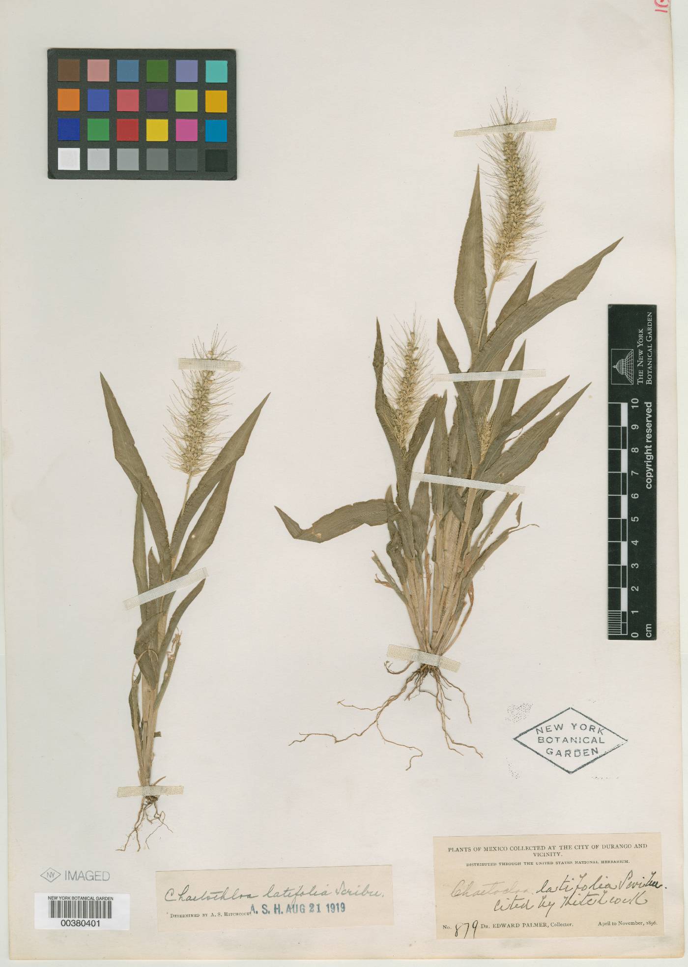 Setaria latifolia image