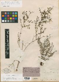 Galium fuscum subsp. hypadenium image