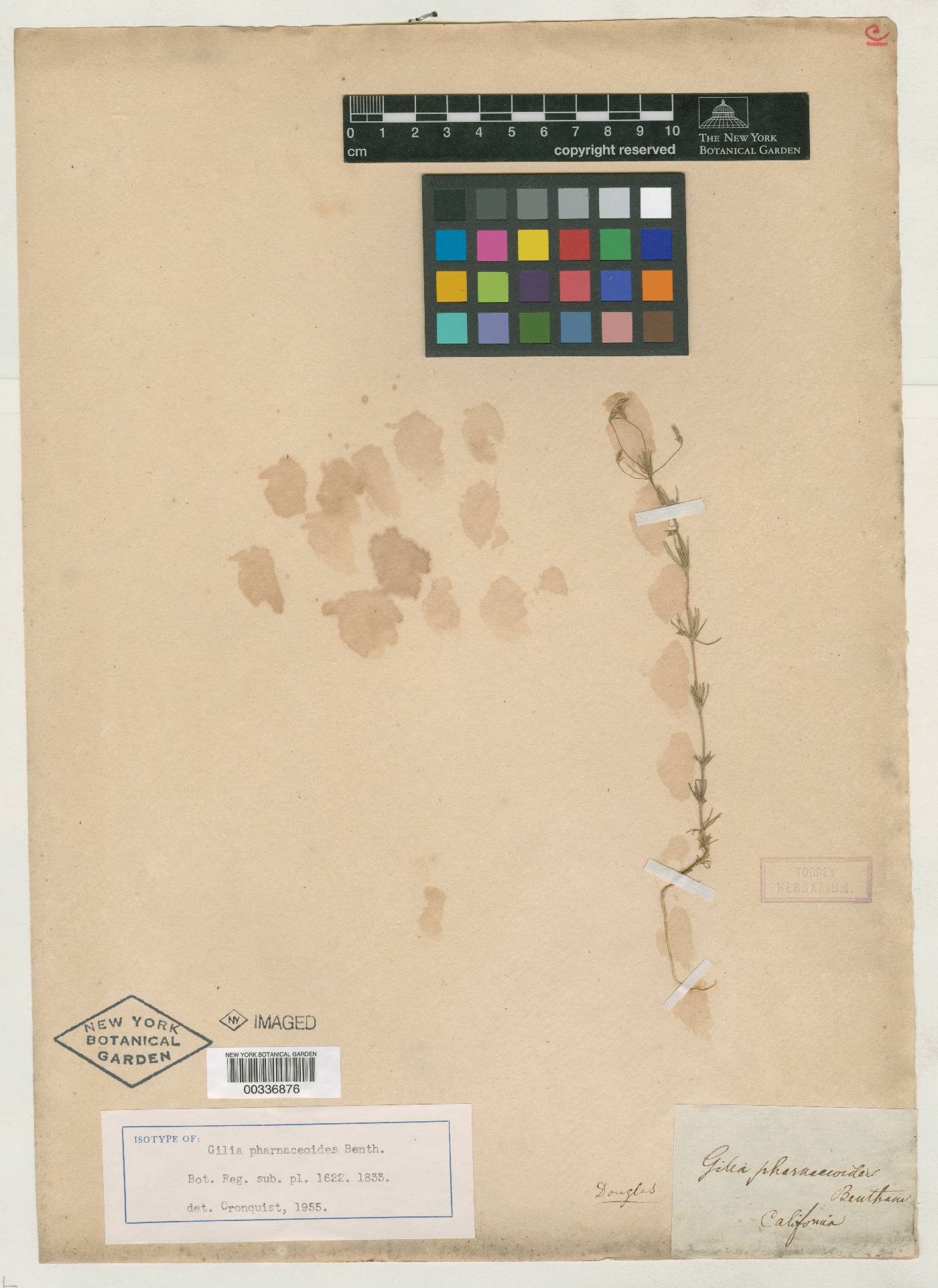 Gilia pharnaceoides image