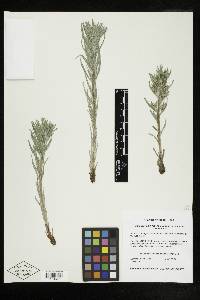 Lithospermum ruderale image