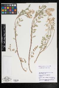 Astragalus pattersonii image